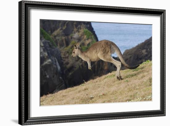 Eastern Grey Kangaroo (Macropus Giganteus) Jumping, Queensland, Australia-Jouan Rius-Framed Photographic Print