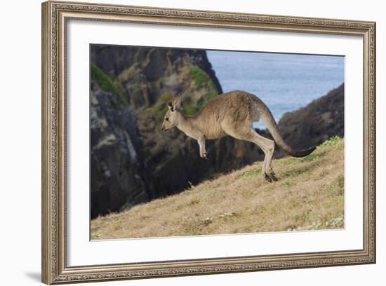 Eastern Grey Kangaroo (Macropus Giganteus) Jumping, Queensland, Australia-Jouan Rius-Framed Photographic Print