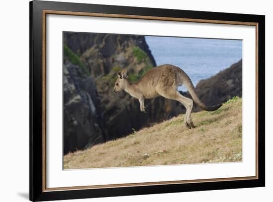 Eastern Grey Kangaroo (Macropus Giganteus) Jumping, Queensland, Australia-Jouan Rius-Framed Photographic Print