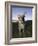 Eastern Grey Kangaroo, (Macropus Giganteus), Pebbly Beach, New South Wales, Australia-Thorsten Milse-Framed Photographic Print