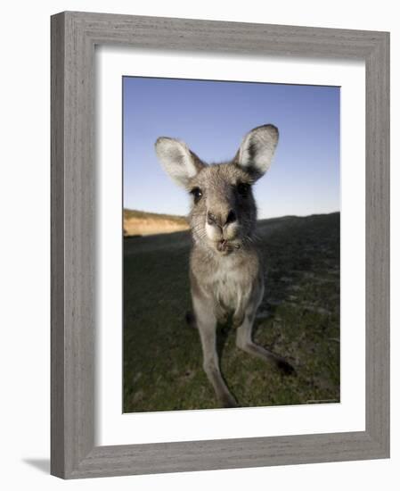 Eastern Grey Kangaroo, (Macropus Giganteus), Pebbly Beach, New South Wales, Australia-Thorsten Milse-Framed Photographic Print