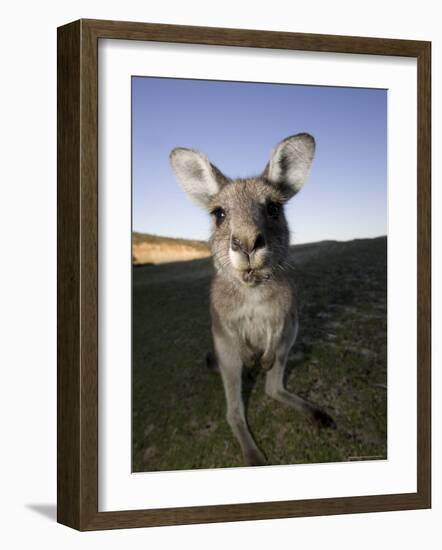 Eastern Grey Kangaroo, (Macropus Giganteus), Pebbly Beach, New South Wales, Australia-Thorsten Milse-Framed Photographic Print