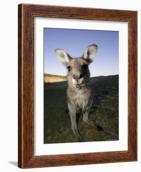 Eastern Grey Kangaroo, (Macropus Giganteus), Pebbly Beach, New South Wales, Australia-Thorsten Milse-Framed Photographic Print