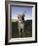 Eastern Grey Kangaroo, (Macropus Giganteus), Pebbly Beach, New South Wales, Australia-Thorsten Milse-Framed Photographic Print