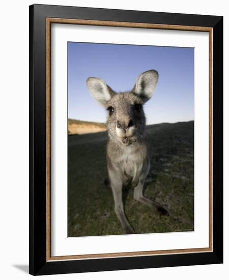 Eastern Grey Kangaroo, (Macropus Giganteus), Pebbly Beach, New South Wales, Australia-Thorsten Milse-Framed Photographic Print