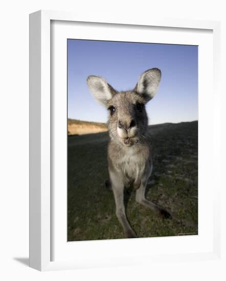 Eastern Grey Kangaroo, (Macropus Giganteus), Pebbly Beach, New South Wales, Australia-Thorsten Milse-Framed Photographic Print