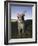 Eastern Grey Kangaroo, (Macropus Giganteus), Pebbly Beach, New South Wales, Australia-Thorsten Milse-Framed Photographic Print