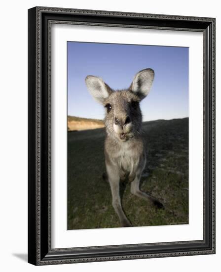 Eastern Grey Kangaroo, (Macropus Giganteus), Pebbly Beach, New South Wales, Australia-Thorsten Milse-Framed Photographic Print