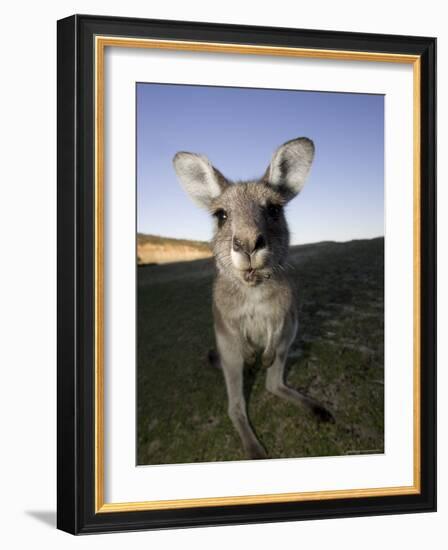 Eastern Grey Kangaroo, (Macropus Giganteus), Pebbly Beach, New South Wales, Australia-Thorsten Milse-Framed Photographic Print