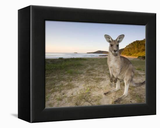Eastern Grey Kangaroo, (Macropus Giganteus), Pebbly Beach, New South Wales, Australia-Thorsten Milse-Framed Premier Image Canvas