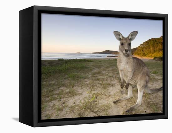 Eastern Grey Kangaroo, (Macropus Giganteus), Pebbly Beach, New South Wales, Australia-Thorsten Milse-Framed Premier Image Canvas