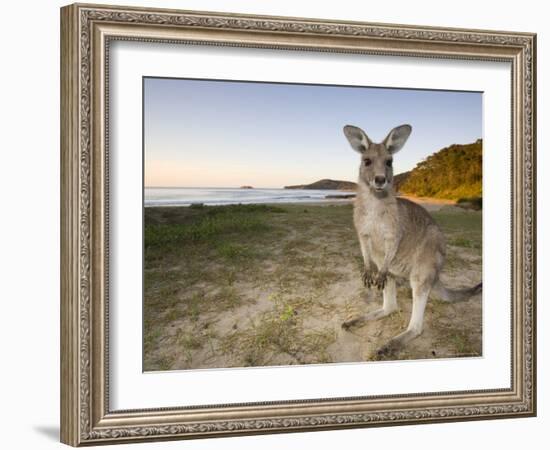 Eastern Grey Kangaroo, (Macropus Giganteus), Pebbly Beach, New South Wales, Australia-Thorsten Milse-Framed Photographic Print