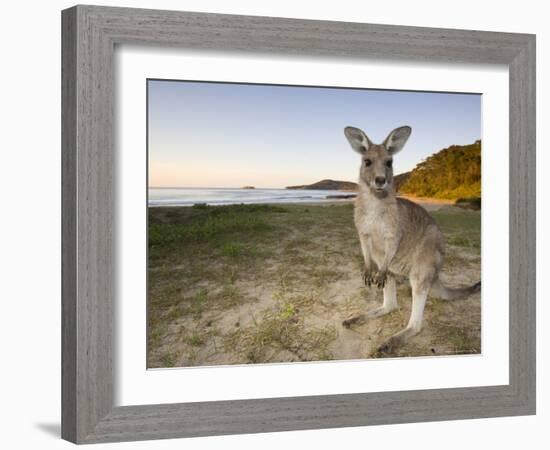 Eastern Grey Kangaroo, (Macropus Giganteus), Pebbly Beach, New South Wales, Australia-Thorsten Milse-Framed Photographic Print