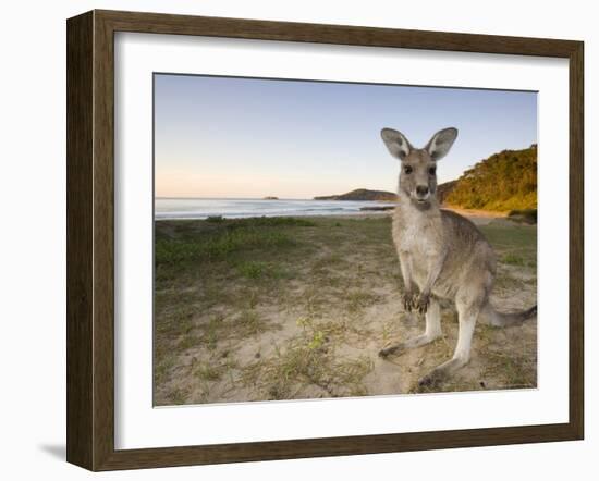Eastern Grey Kangaroo, (Macropus Giganteus), Pebbly Beach, New South Wales, Australia-Thorsten Milse-Framed Photographic Print