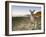 Eastern Grey Kangaroo, (Macropus Giganteus), Pebbly Beach, New South Wales, Australia-Thorsten Milse-Framed Photographic Print