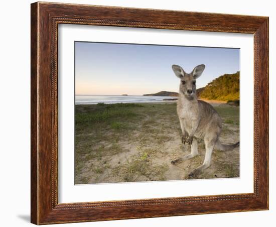 Eastern Grey Kangaroo, (Macropus Giganteus), Pebbly Beach, New South Wales, Australia-Thorsten Milse-Framed Photographic Print