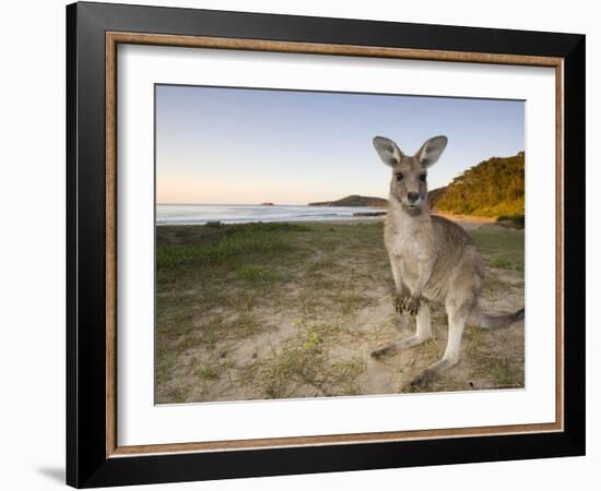 Eastern Grey Kangaroo, (Macropus Giganteus), Pebbly Beach, New South Wales, Australia-Thorsten Milse-Framed Photographic Print