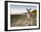 Eastern Grey Kangaroo, (Macropus Giganteus), Pebbly Beach, New South Wales, Australia-Thorsten Milse-Framed Photographic Print