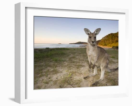 Eastern Grey Kangaroo, (Macropus Giganteus), Pebbly Beach, New South Wales, Australia-Thorsten Milse-Framed Photographic Print