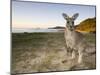 Eastern Grey Kangaroo, (Macropus Giganteus), Pebbly Beach, New South Wales, Australia-Thorsten Milse-Mounted Photographic Print