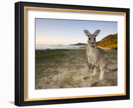 Eastern Grey Kangaroo, (Macropus Giganteus), Pebbly Beach, New South Wales, Australia-Thorsten Milse-Framed Photographic Print