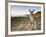 Eastern Grey Kangaroo, (Macropus Giganteus), Pebbly Beach, New South Wales, Australia-Thorsten Milse-Framed Photographic Print