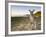 Eastern Grey Kangaroo, (Macropus Giganteus), Pebbly Beach, New South Wales, Australia-Thorsten Milse-Framed Photographic Print