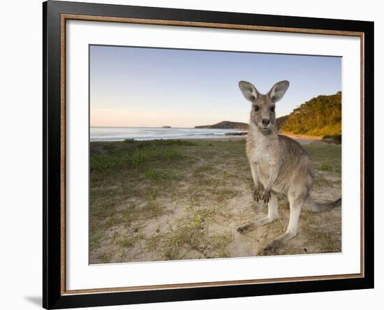 Eastern Grey Kangaroo, (Macropus Giganteus), Pebbly Beach, New South Wales, Australia-Thorsten Milse-Framed Photographic Print