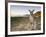 Eastern Grey Kangaroo, (Macropus Giganteus), Pebbly Beach, New South Wales, Australia-Thorsten Milse-Framed Photographic Print