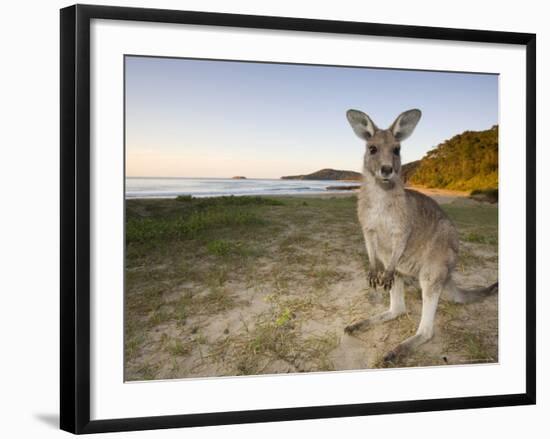 Eastern Grey Kangaroo, (Macropus Giganteus), Pebbly Beach, New South Wales, Australia-Thorsten Milse-Framed Photographic Print