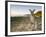 Eastern Grey Kangaroo, (Macropus Giganteus), Pebbly Beach, New South Wales, Australia-Thorsten Milse-Framed Photographic Print