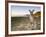 Eastern Grey Kangaroo, (Macropus Giganteus), Pebbly Beach, New South Wales, Australia-Thorsten Milse-Framed Photographic Print