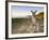 Eastern Grey Kangaroo, (Macropus Giganteus), Pebbly Beach, New South Wales, Australia-Thorsten Milse-Framed Photographic Print