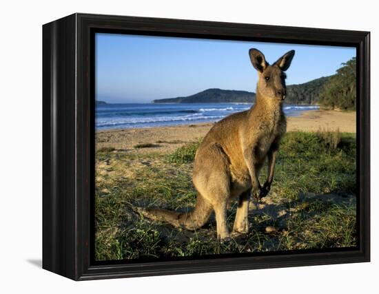 Eastern Grey Kangaroo on Beach, Murramarang National Park, New South Wales, Australia-Steve & Ann Toon-Framed Premier Image Canvas