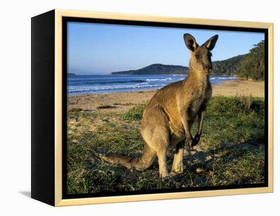 Eastern Grey Kangaroo on Beach, Murramarang National Park, New South Wales, Australia-Steve & Ann Toon-Framed Premier Image Canvas