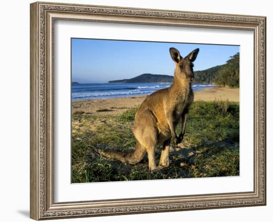 Eastern Grey Kangaroo on Beach, Murramarang National Park, New South Wales, Australia-Steve & Ann Toon-Framed Photographic Print