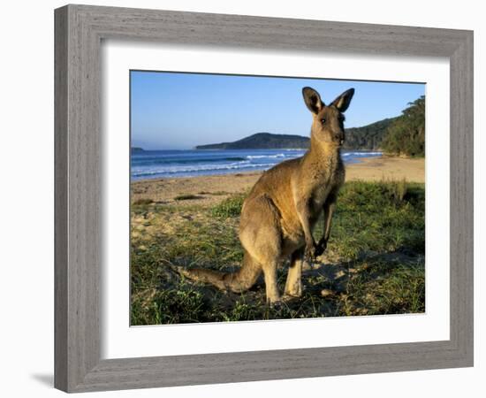 Eastern Grey Kangaroo on Beach, Murramarang National Park, New South Wales, Australia-Steve & Ann Toon-Framed Photographic Print