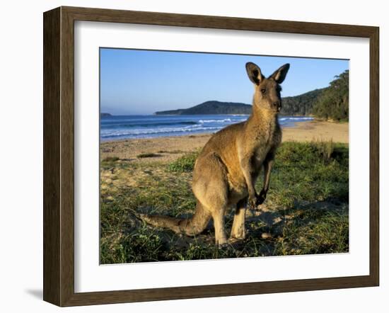 Eastern Grey Kangaroo on Beach, Murramarang National Park, New South Wales, Australia-Steve & Ann Toon-Framed Photographic Print