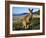 Eastern Grey Kangaroo on Beach, Murramarang National Park, New South Wales, Australia-Steve & Ann Toon-Framed Photographic Print