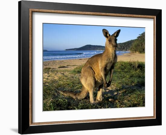 Eastern Grey Kangaroo on Beach, Murramarang National Park, New South Wales, Australia-Steve & Ann Toon-Framed Photographic Print