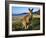 Eastern Grey Kangaroo on Beach, Murramarang National Park, New South Wales, Australia-Steve & Ann Toon-Framed Photographic Print