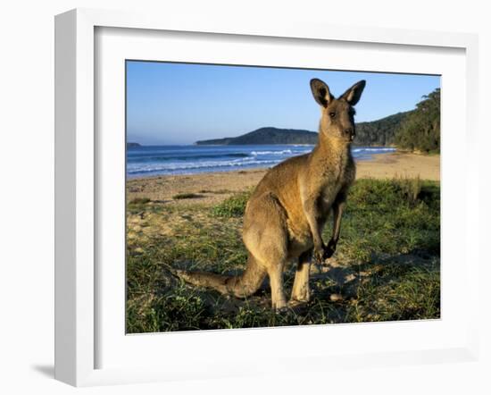 Eastern Grey Kangaroo on Beach, Murramarang National Park, New South Wales, Australia-Steve & Ann Toon-Framed Photographic Print