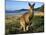 Eastern Grey Kangaroo on Beach, Murramarang National Park, New South Wales, Australia-Steve & Ann Toon-Mounted Photographic Print