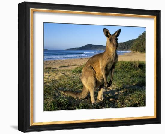 Eastern Grey Kangaroo on Beach, Murramarang National Park, New South Wales, Australia-Steve & Ann Toon-Framed Photographic Print