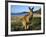 Eastern Grey Kangaroo on Beach, Murramarang National Park, New South Wales, Australia-Steve & Ann Toon-Framed Photographic Print