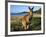 Eastern Grey Kangaroo on Beach, Murramarang National Park, New South Wales, Australia-Steve & Ann Toon-Framed Photographic Print