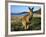 Eastern Grey Kangaroo on Beach, Murramarang National Park, New South Wales, Australia-Steve & Ann Toon-Framed Photographic Print