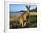 Eastern Grey Kangaroo on Beach, Murramarang National Park, New South Wales, Australia-Steve & Ann Toon-Framed Photographic Print