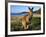 Eastern Grey Kangaroo on Beach, Murramarang National Park, New South Wales, Australia-Steve & Ann Toon-Framed Photographic Print