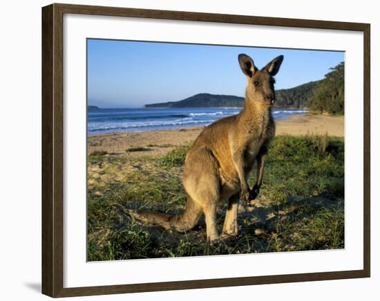 Eastern Grey Kangaroo on Beach, Murramarang National Park, New South Wales, Australia-Steve & Ann Toon-Framed Photographic Print